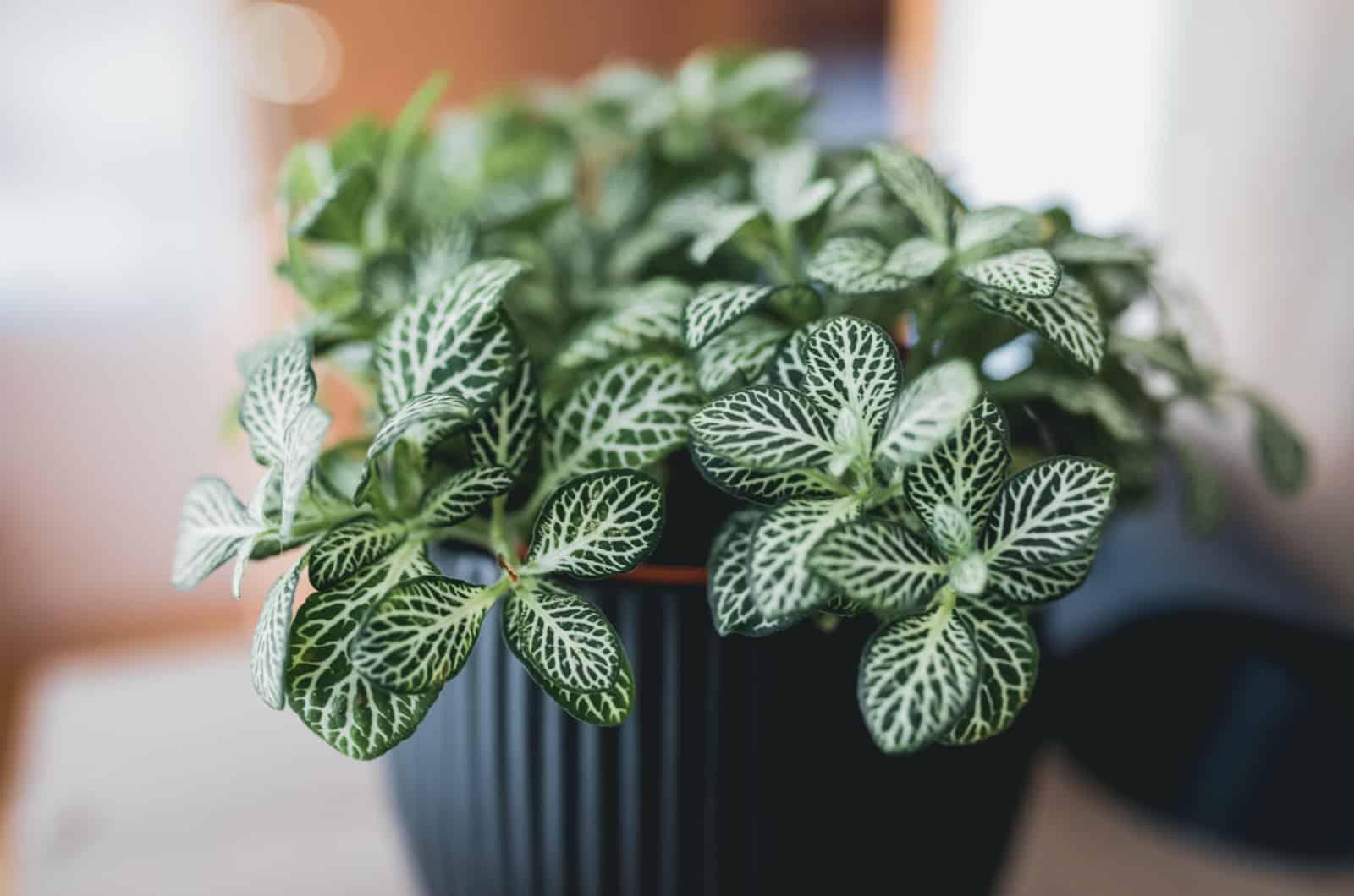 fittonia