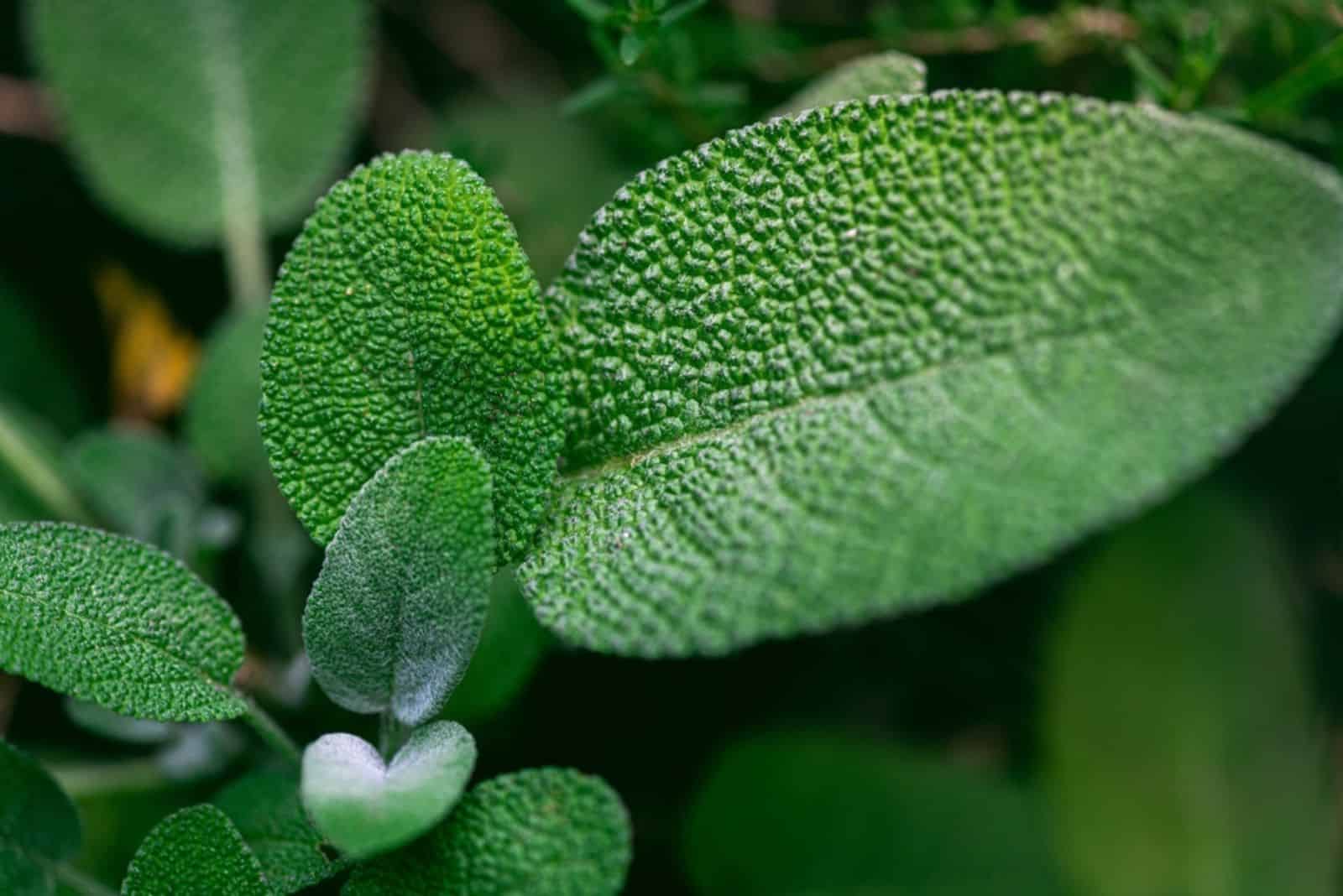 hojas de salvia fresca 