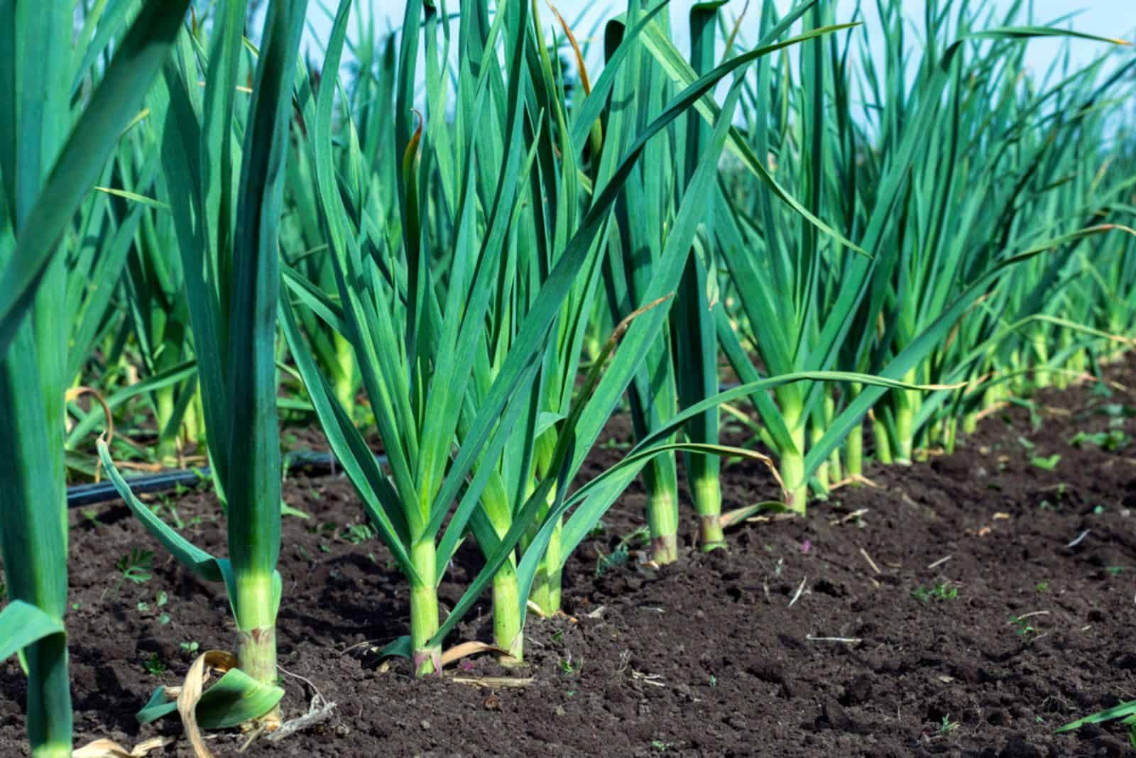 Plantas de ajo en el jardín.