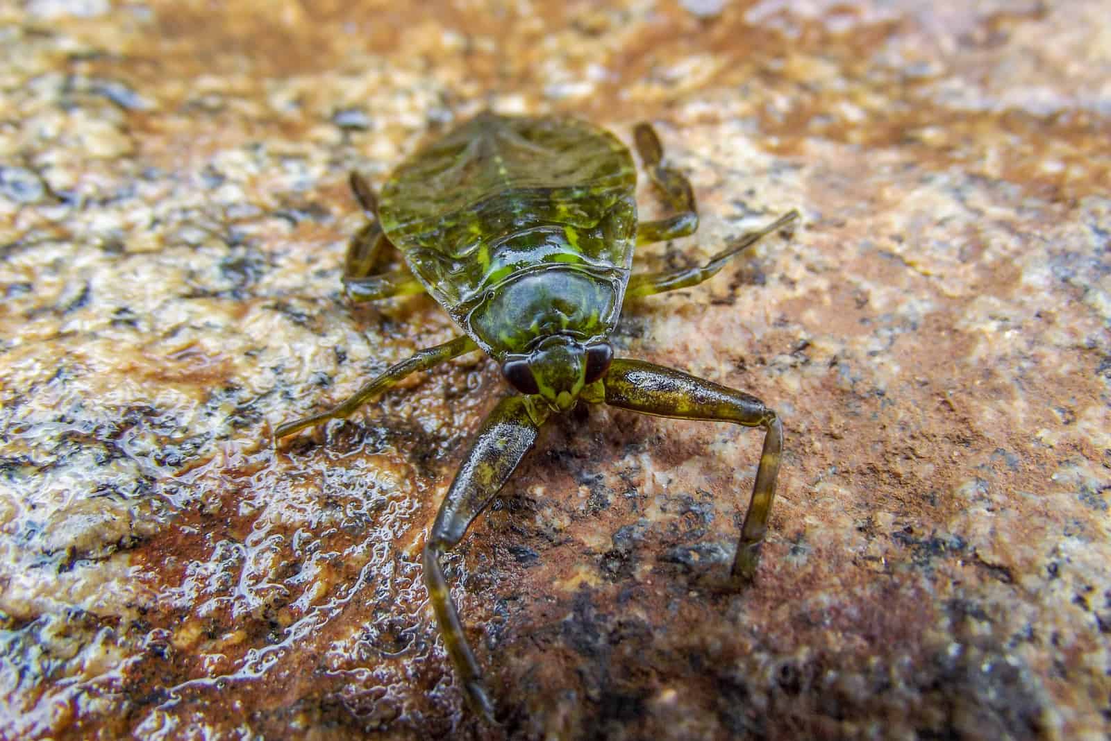 Insecto de agua gigante en una roca