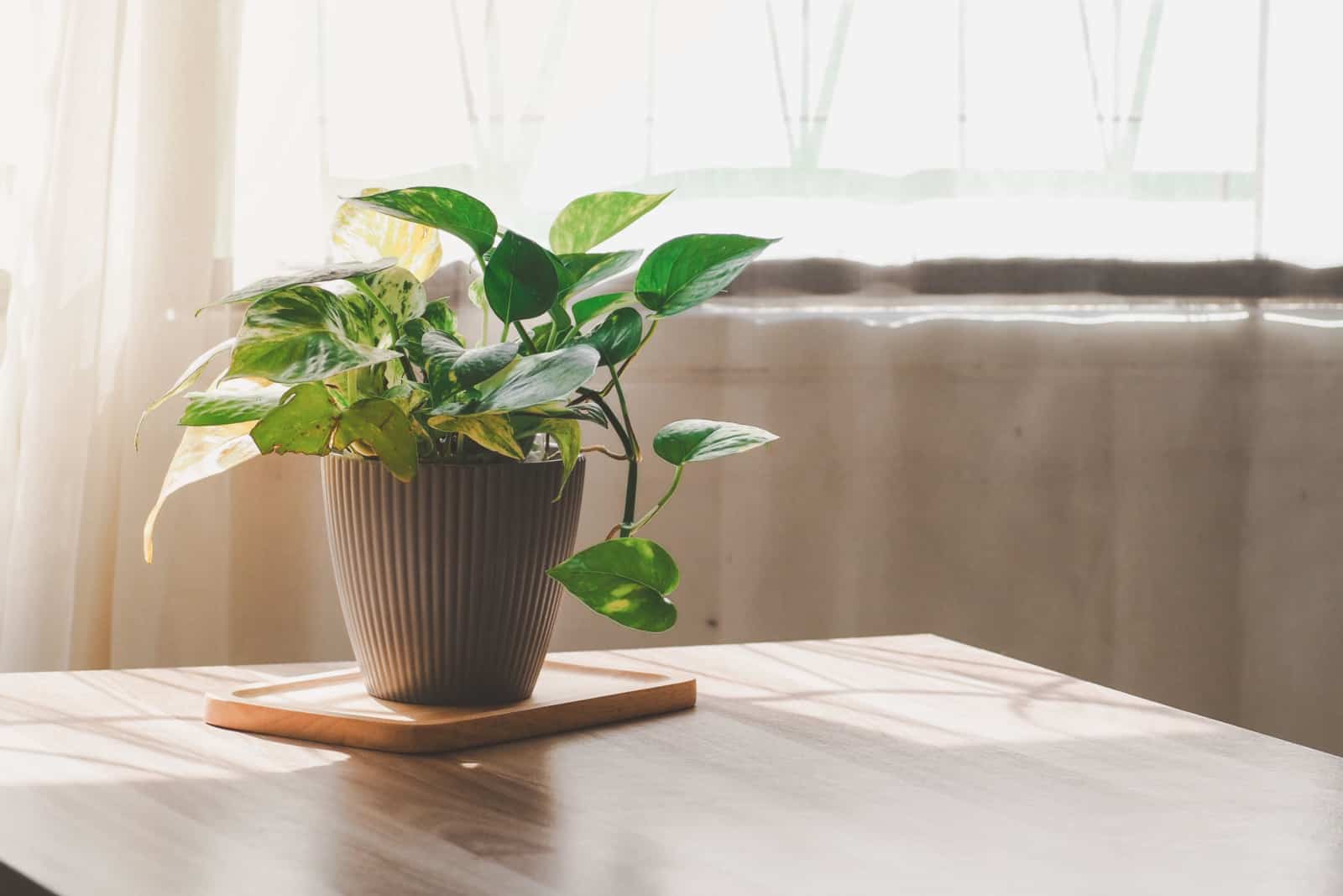 Pothos verde dorado o Epipremnum aureum en la mesa en la ventana con luz solar