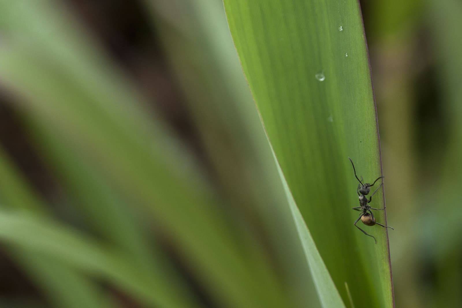 Hierba verde y hormiga.