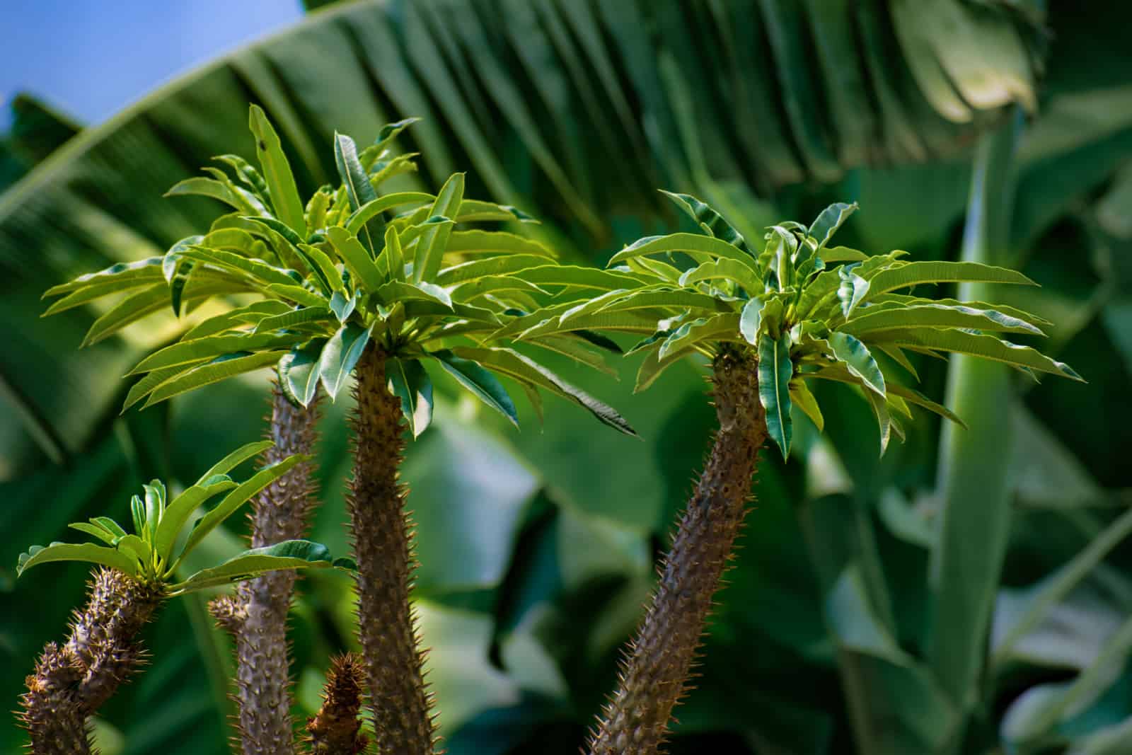 Grupo de Pachypodium lamerei, palma de Madagascar