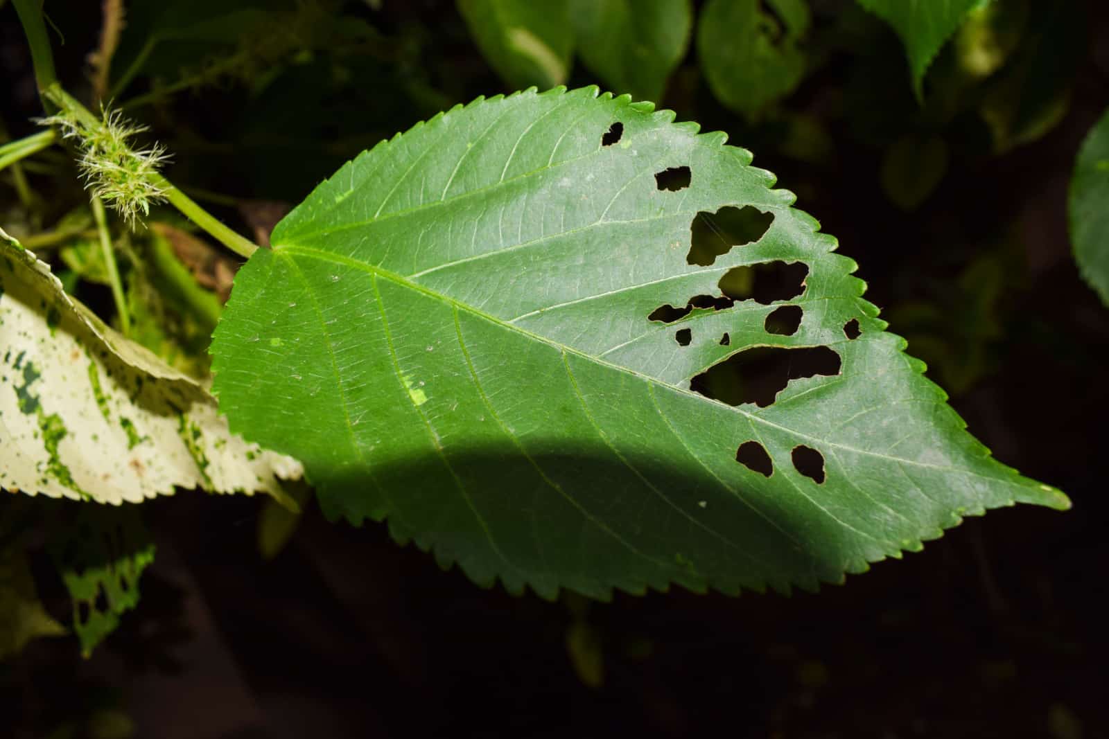 Planta de hibisco grande de una sola hoja dañada por plagas