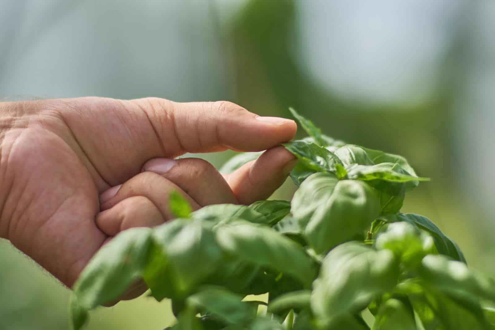 Sosteniendo una hoja de una planta de albahaca