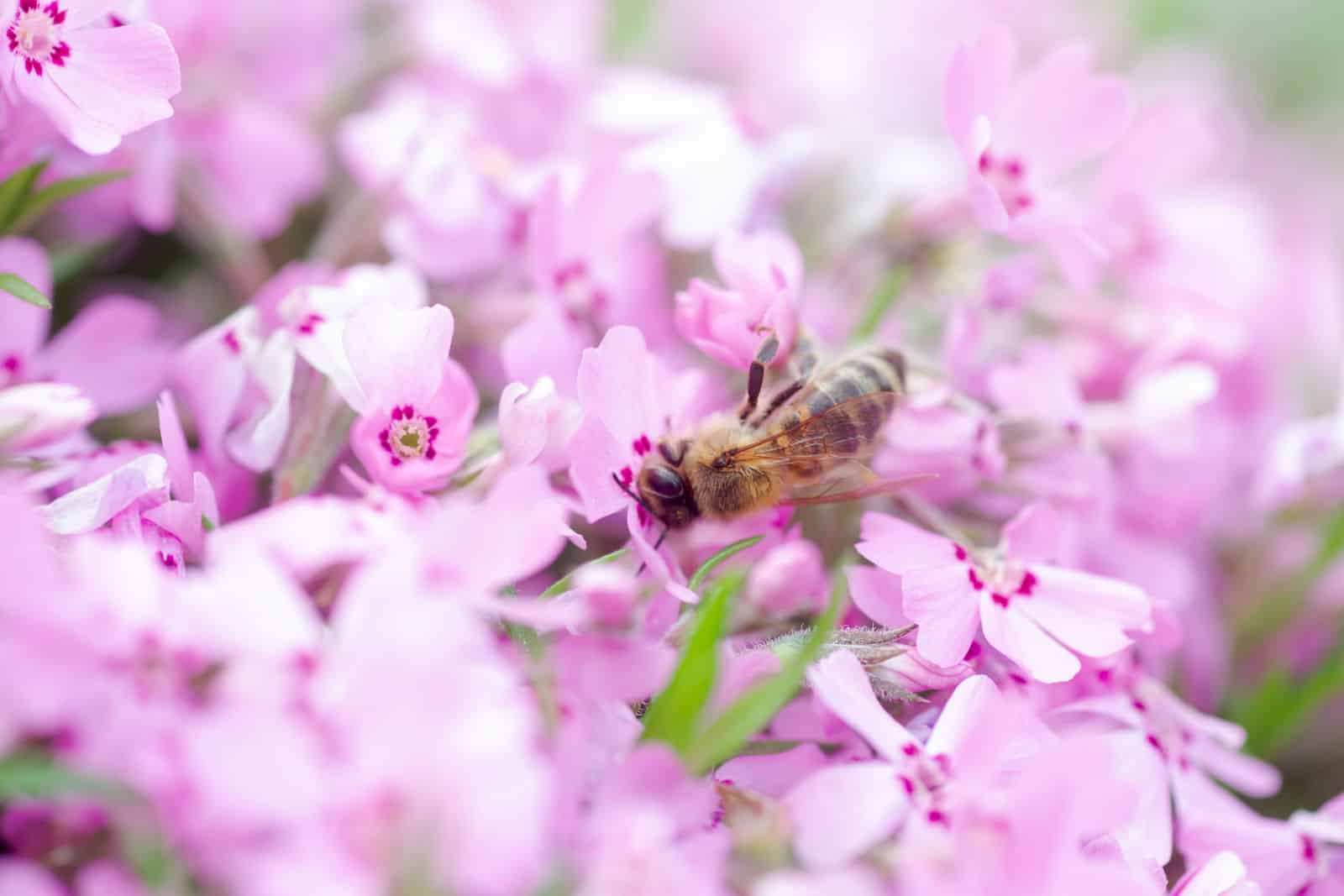 La abeja melífera recolecta néctar y polen de Phlox subulata, phlox rastrero