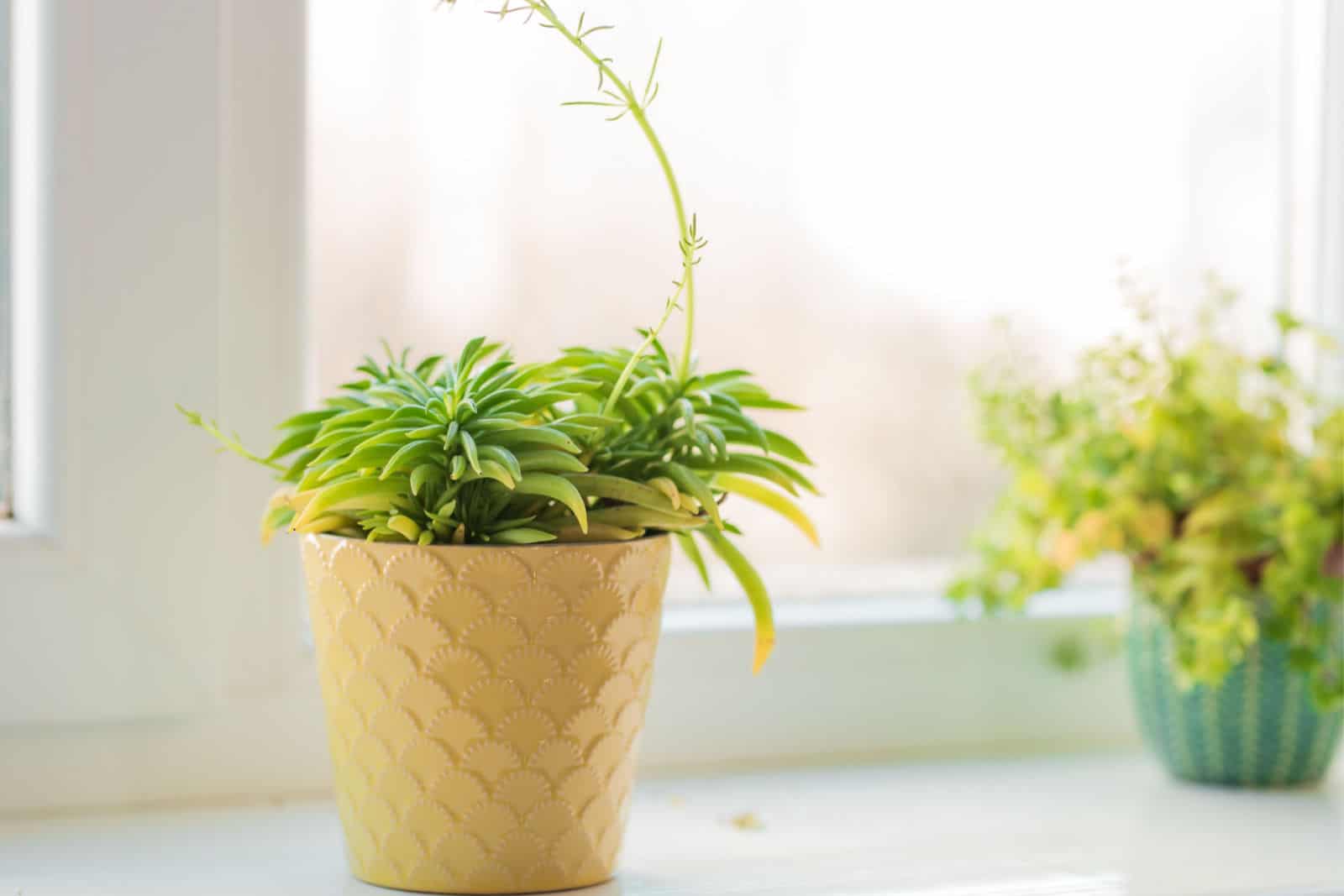 Planta de interior Peperomia judía verde en la ventana.