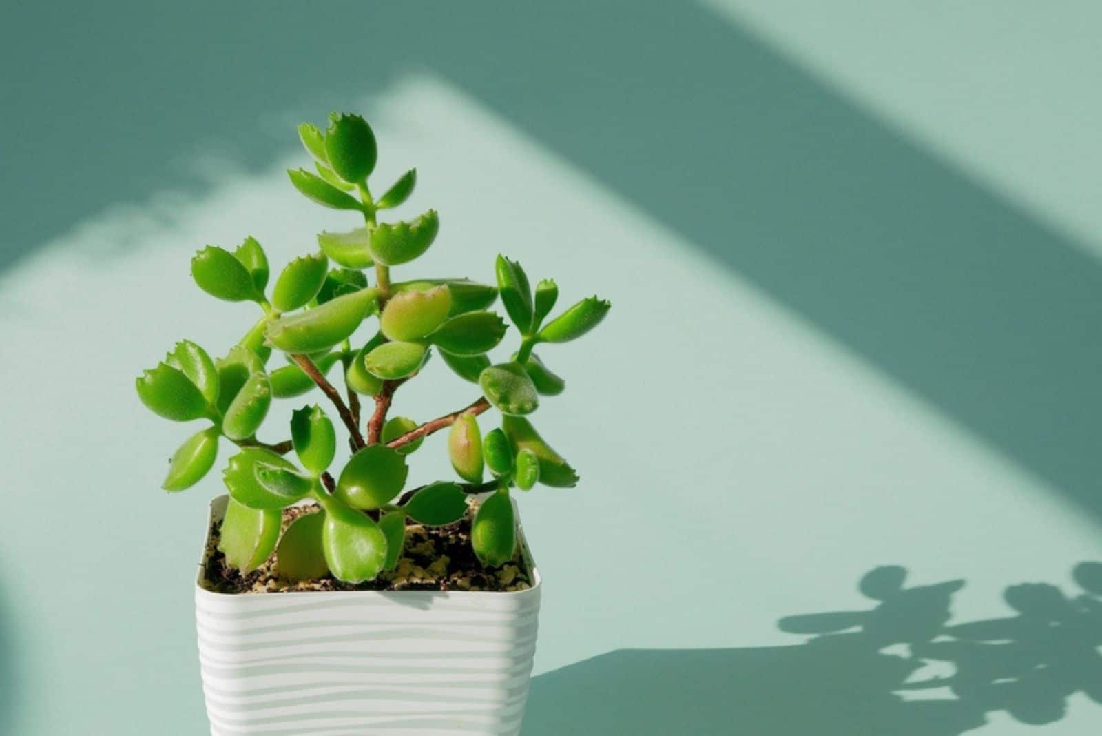 Increíble Cotyledon tomentosa, patas de oso cotiledón