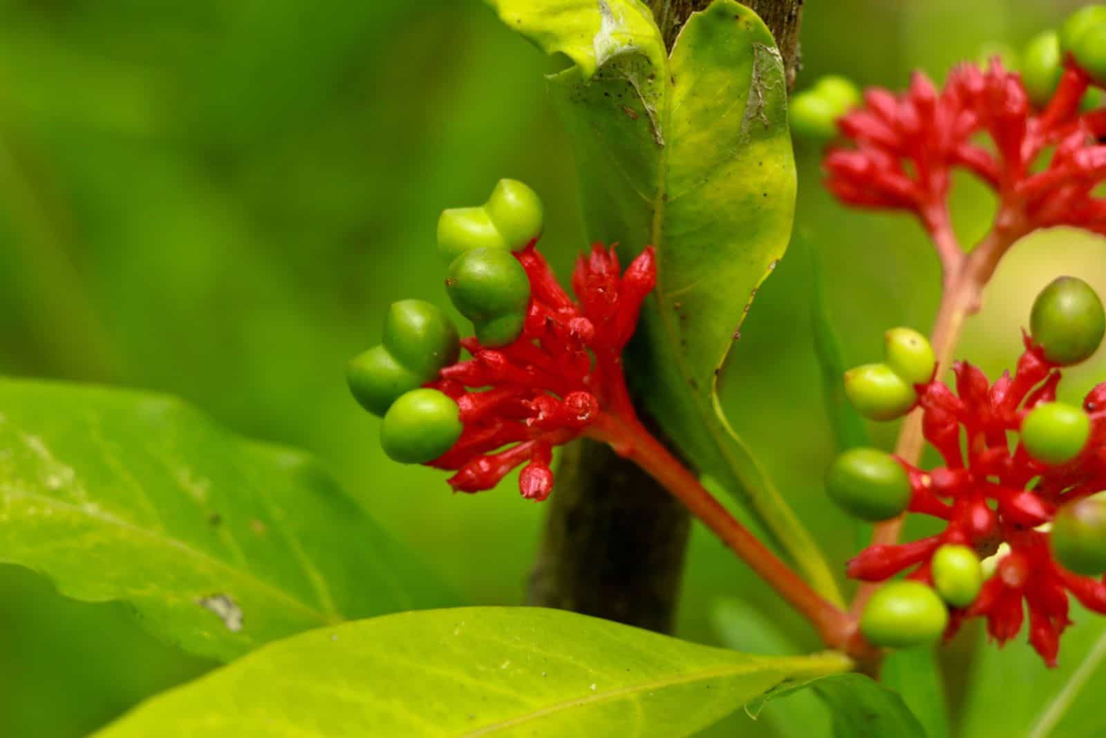 Planta de serpiente india