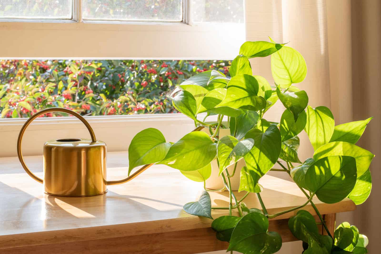 Planta de interior Golden pothos junto a una lata de agua en un interior de casa bellamente diseñado