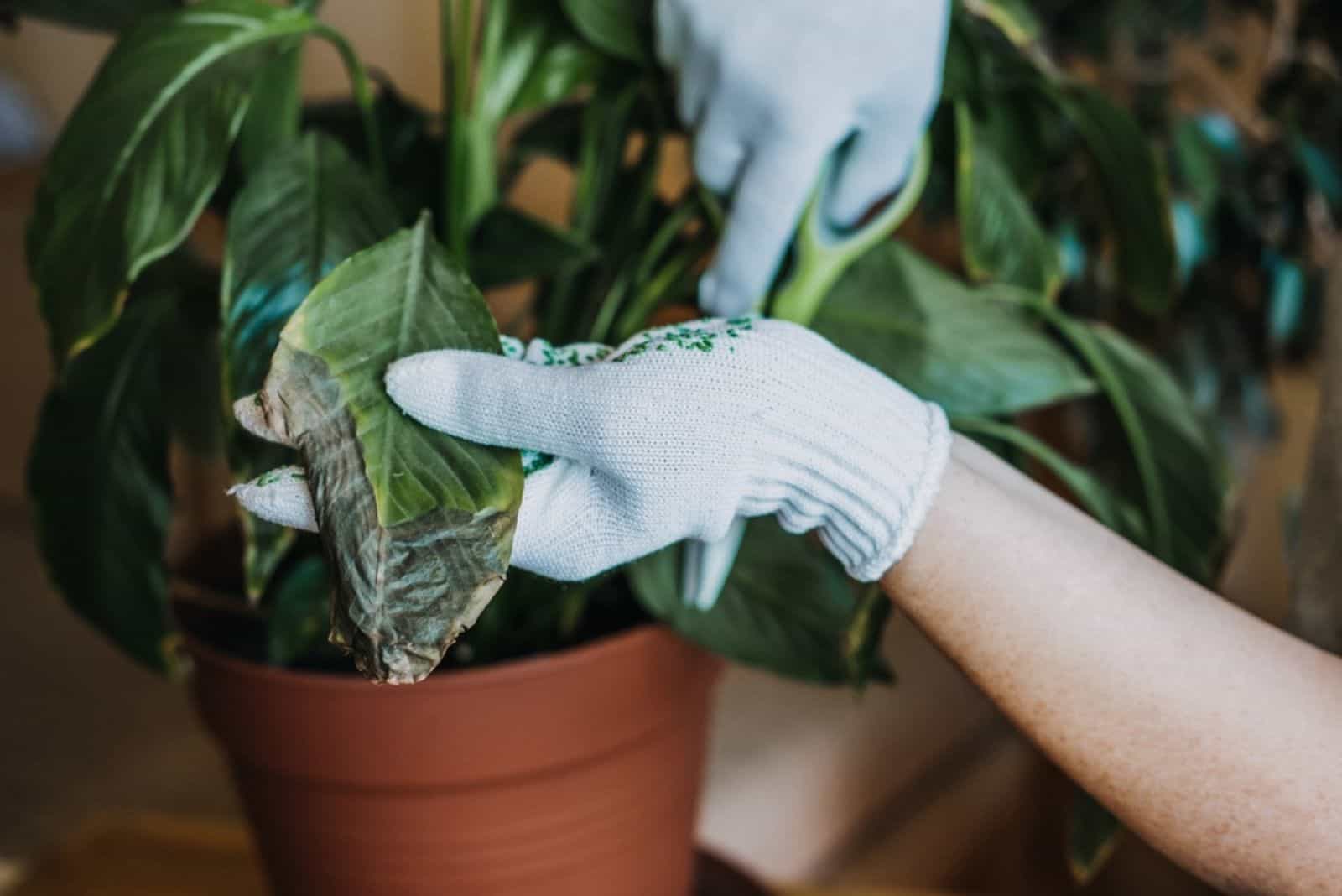 Plantas de interior Enfermedades Trastornos Identificación y Tratamiento