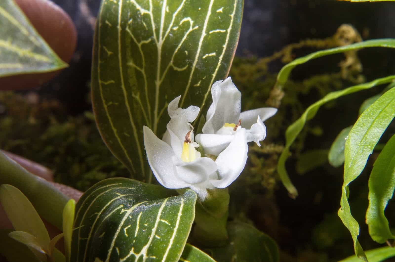 orquídea joya