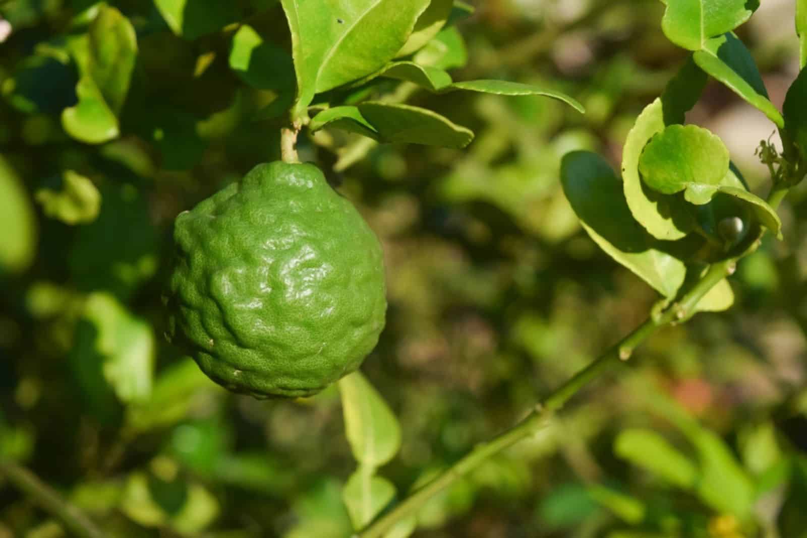 Planta de limas kaffir