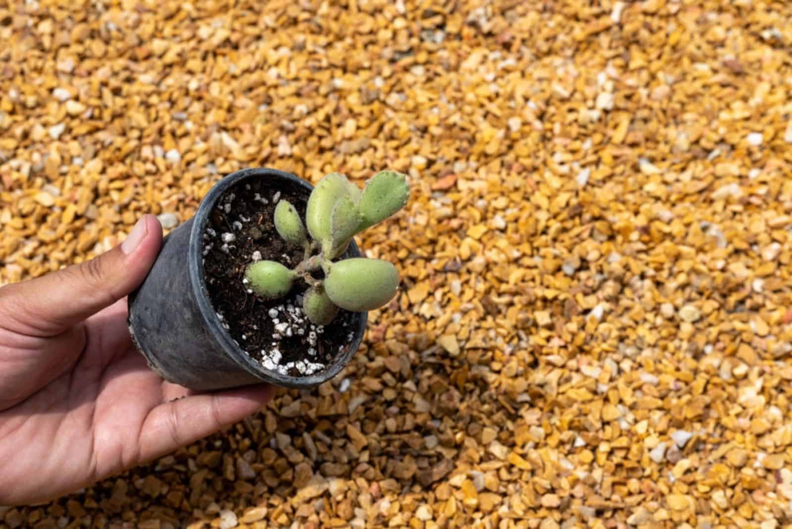 Pata de oso Kalanchoe hermosa suculenta en una olla