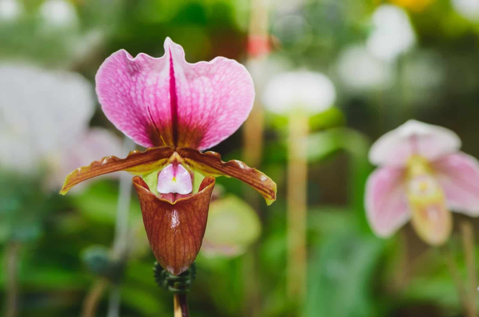 Orquídeas zapatilla de dama