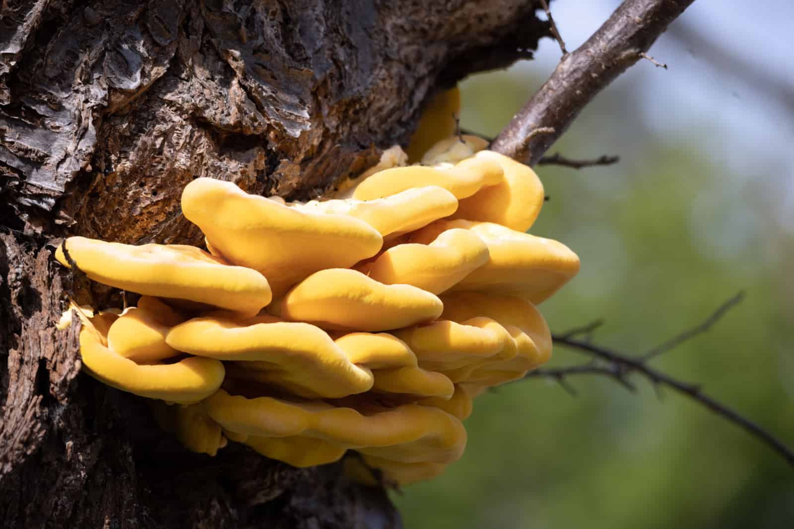 Laetiporus Sulphureus