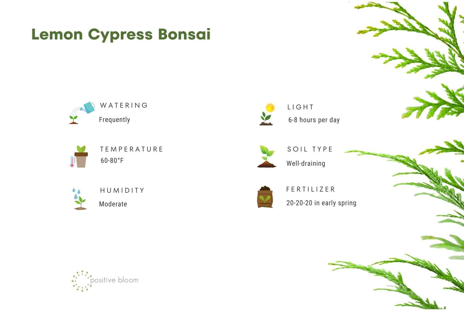 Características del bonsái de ciprés limón