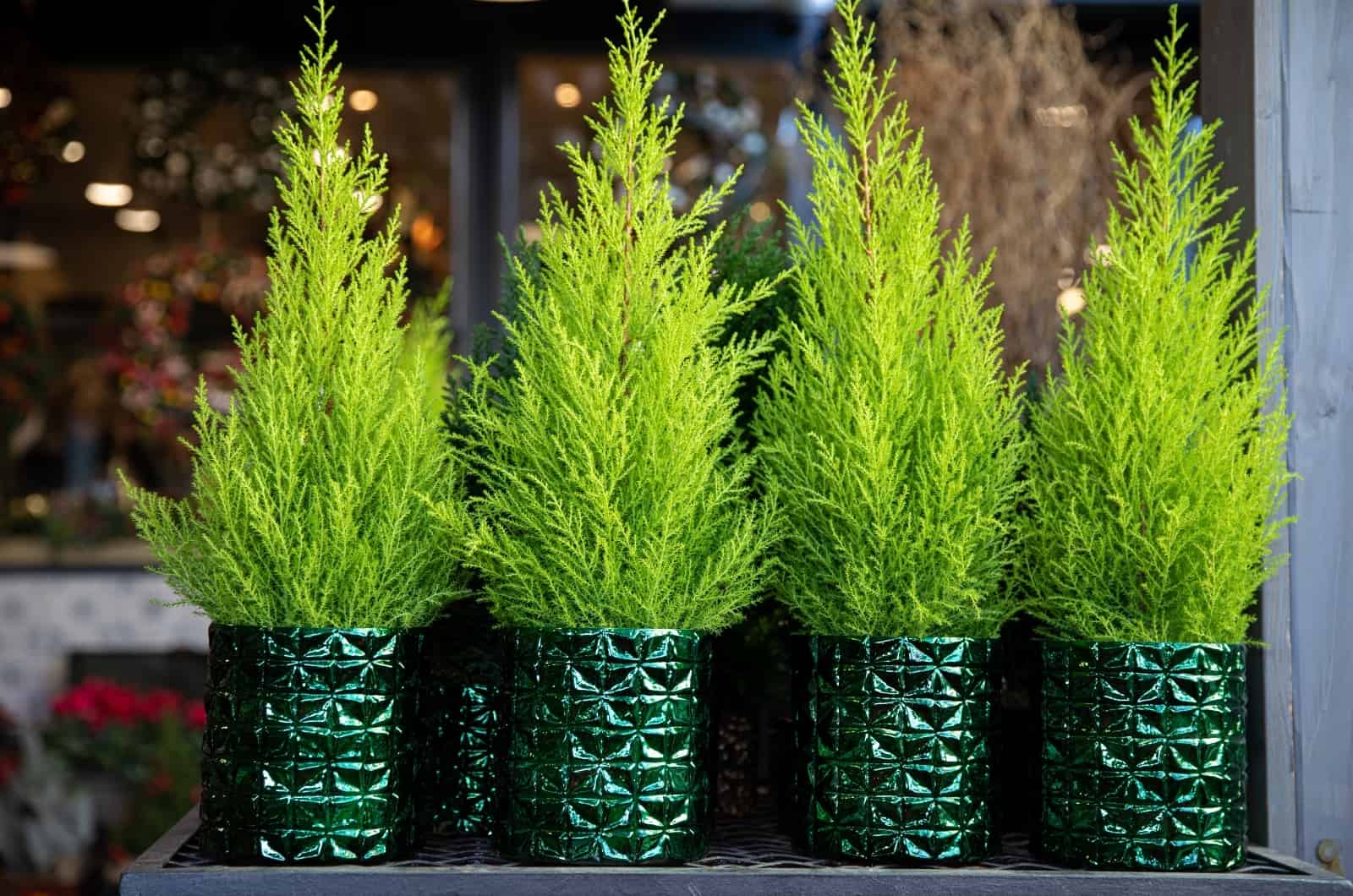 Lemon Cypress Bonsai en macetas verdes