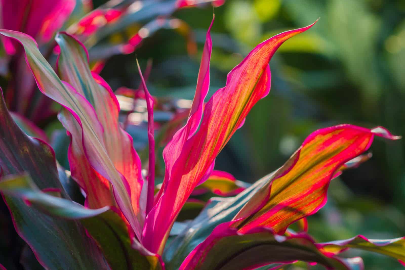 Hojas largas, brillantes, violetas y rosadas de una planta tropical en un jardín.