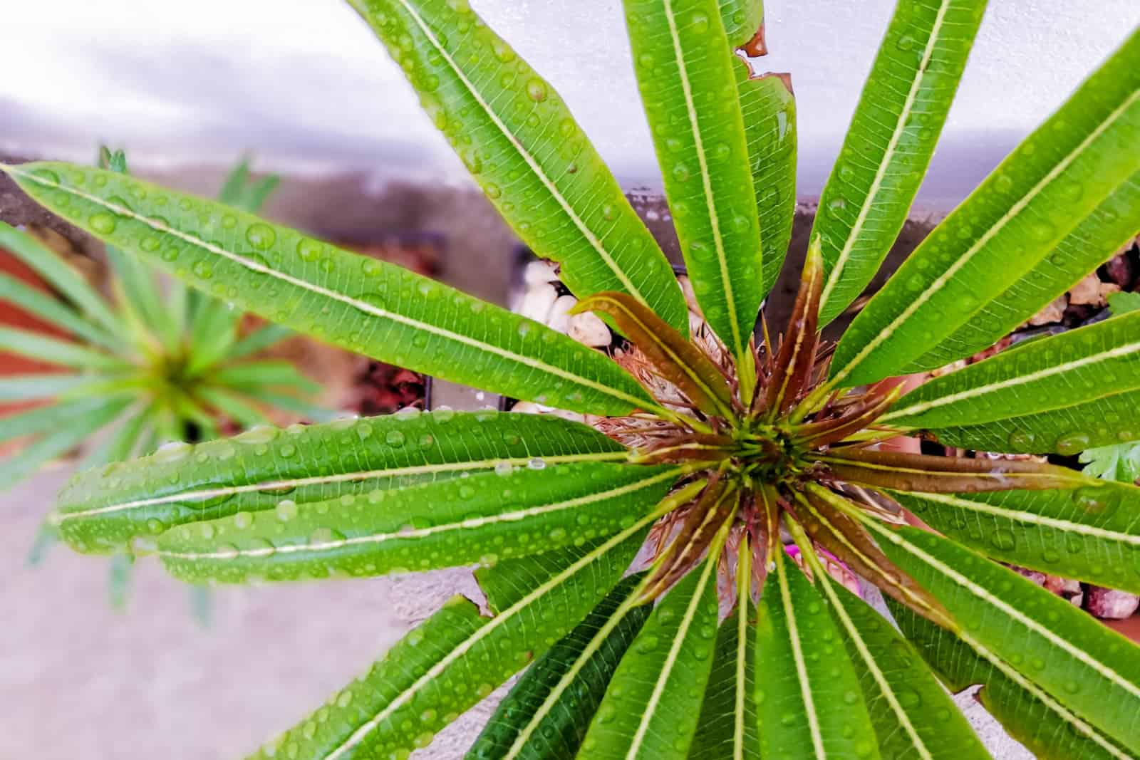 Palma de Madagascar - Pachypodium lamerei