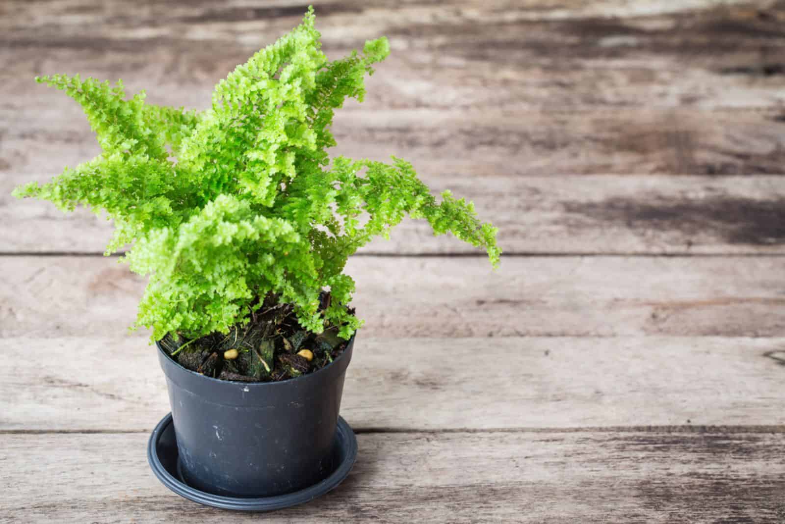 Planta de helecho de culantrillo en una maceta