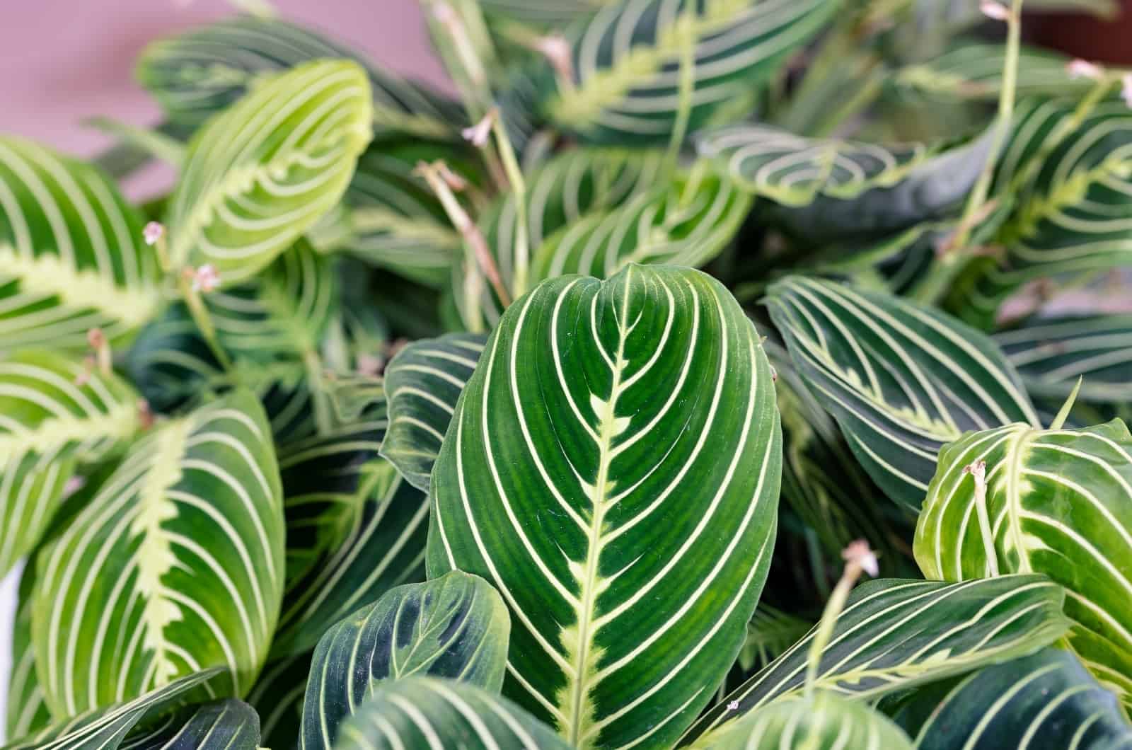 Hojas de oración Maranta