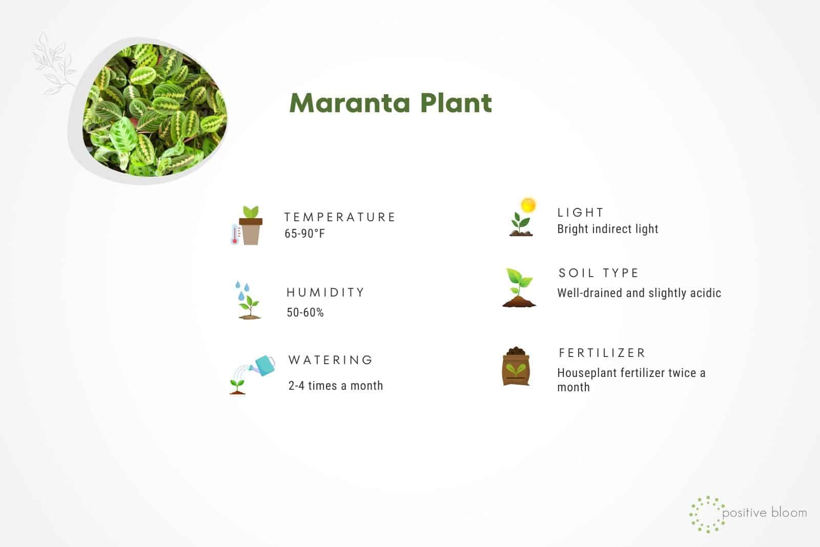 Guía de cuidados de Maranta