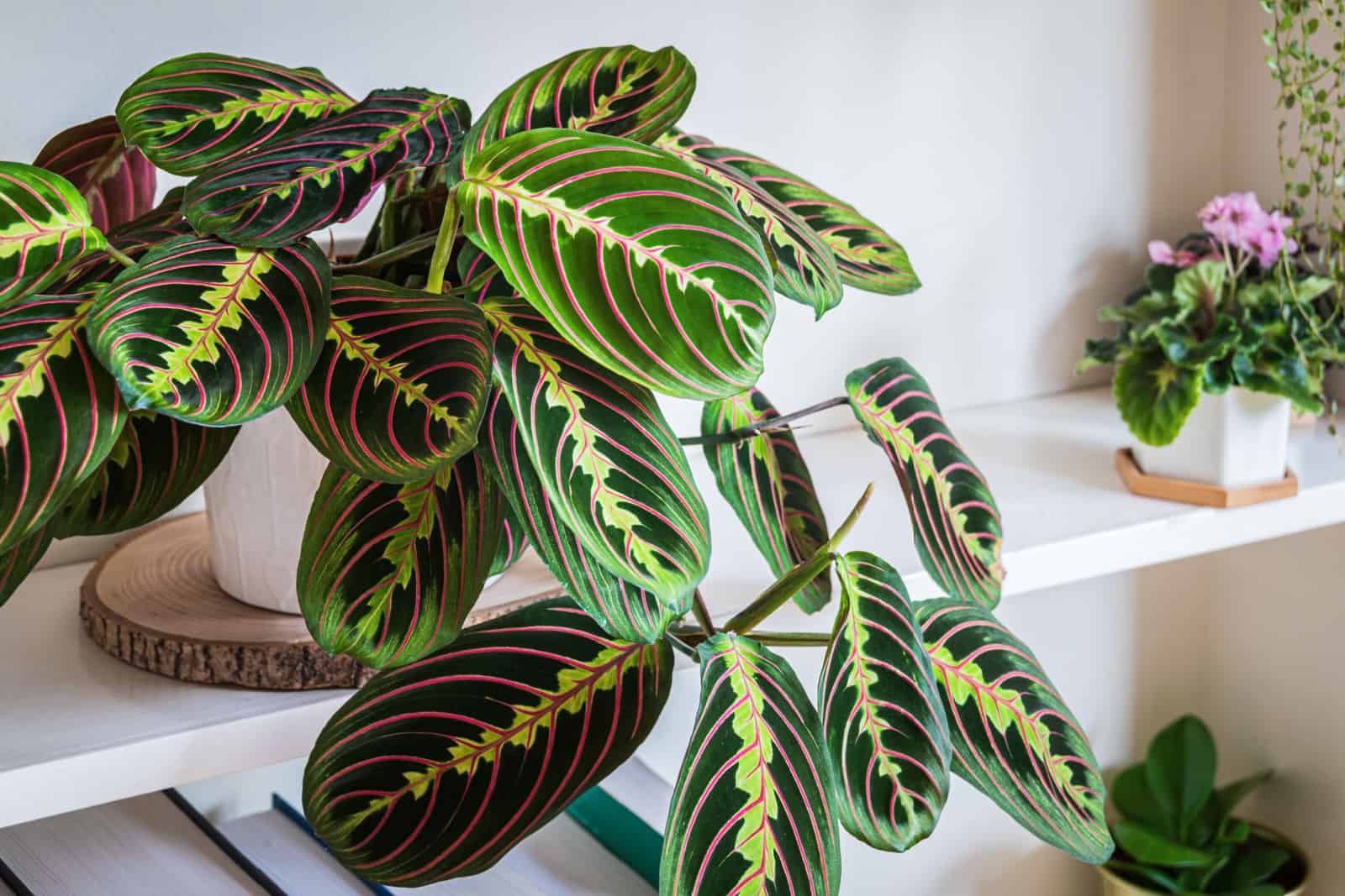 Maranta leuconeura