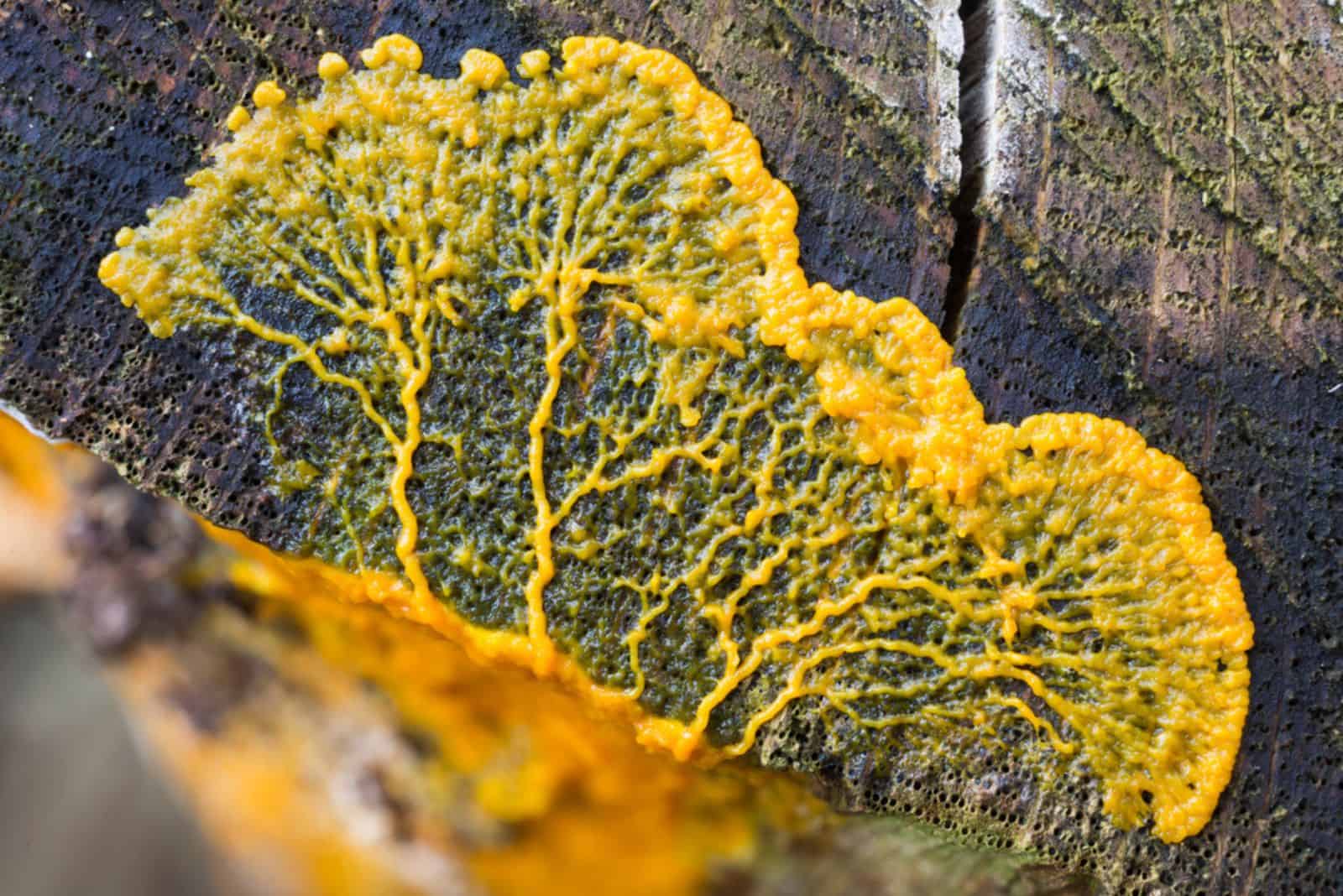 Plasmodio migratorio de Badhamia utricularis moho mucilaginoso en el tronco de un árbol