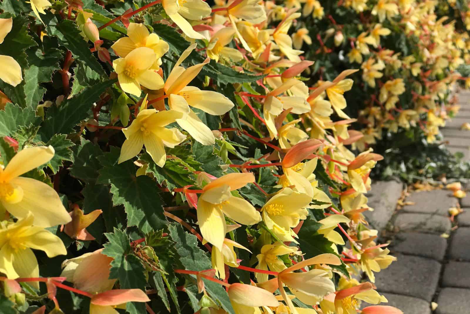 Begonias mistrales