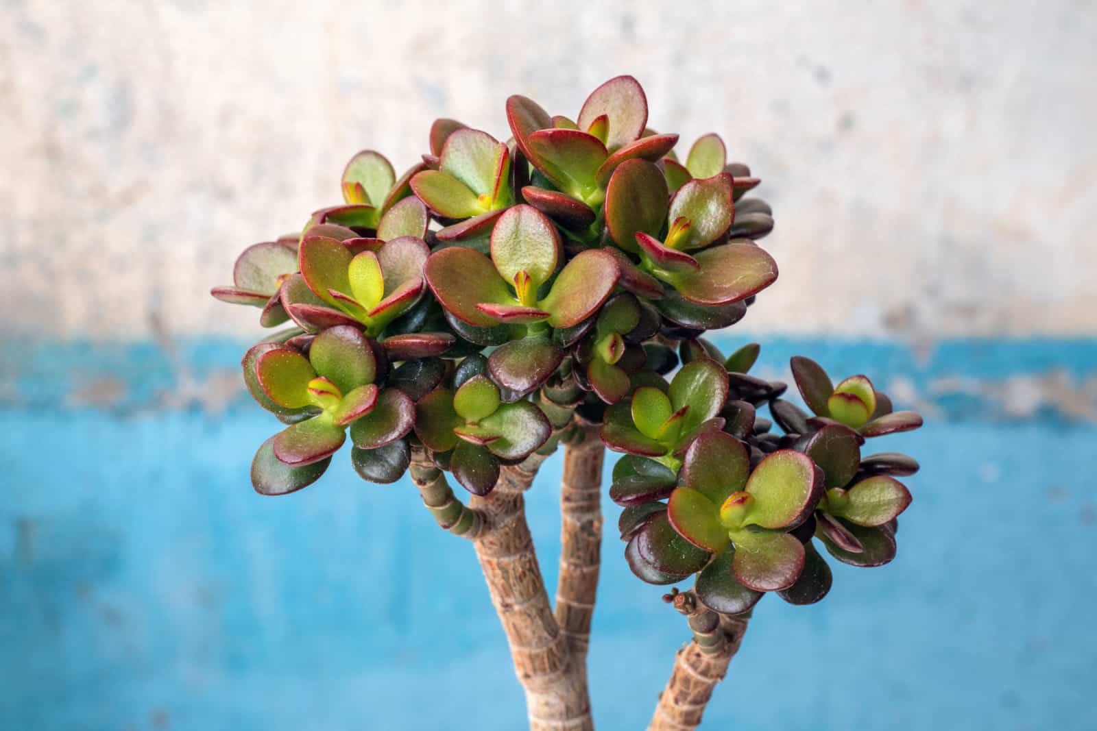 Árbol del dinero Crassula ovata Pacto de Crosby