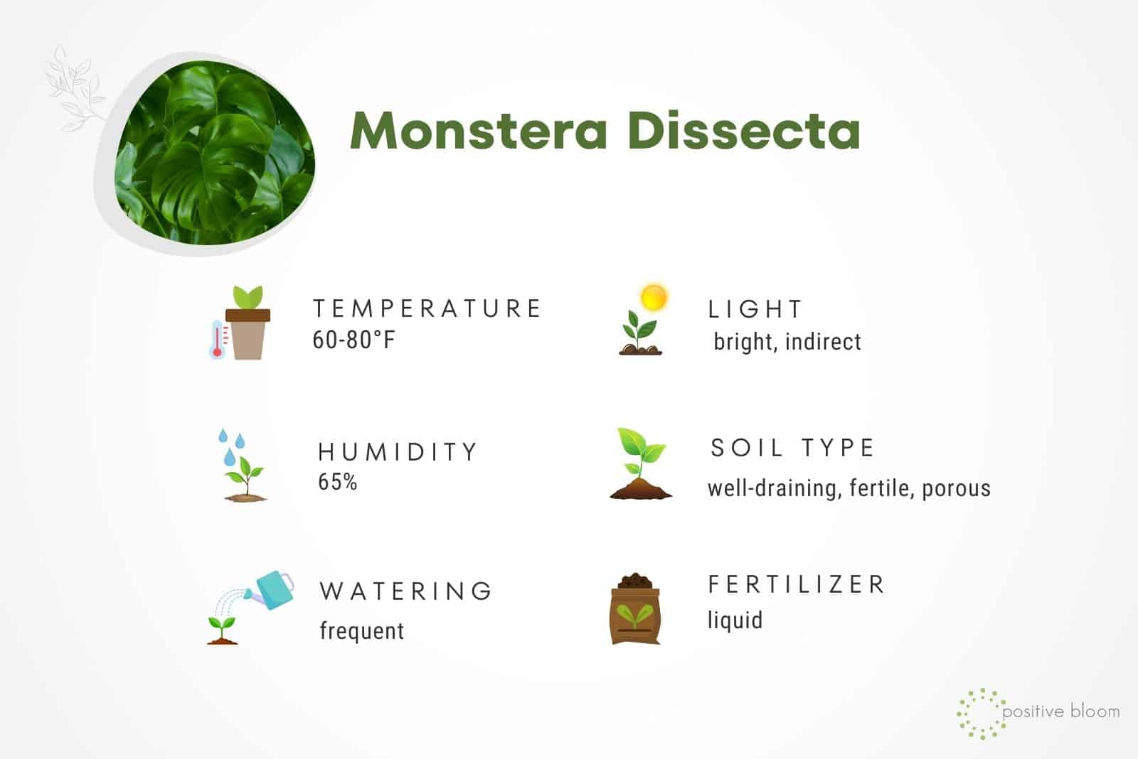 Consejos para el cuidado de Monstera Dissecta