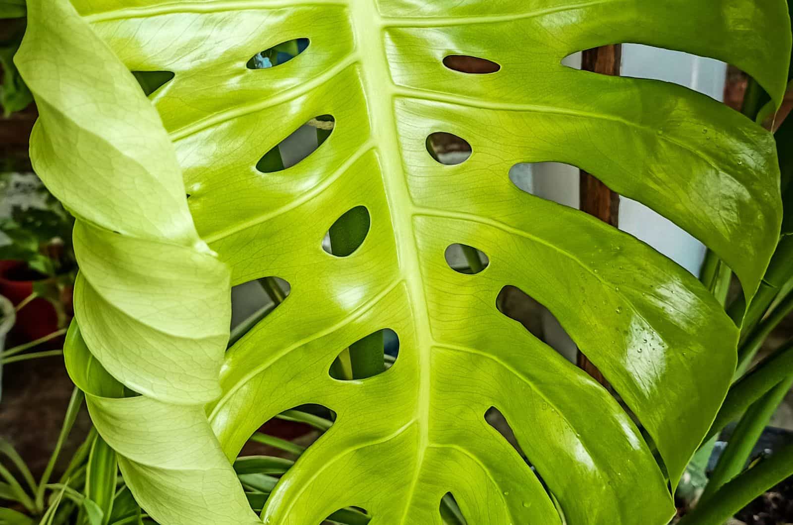 Rizado de hojas de Monstera