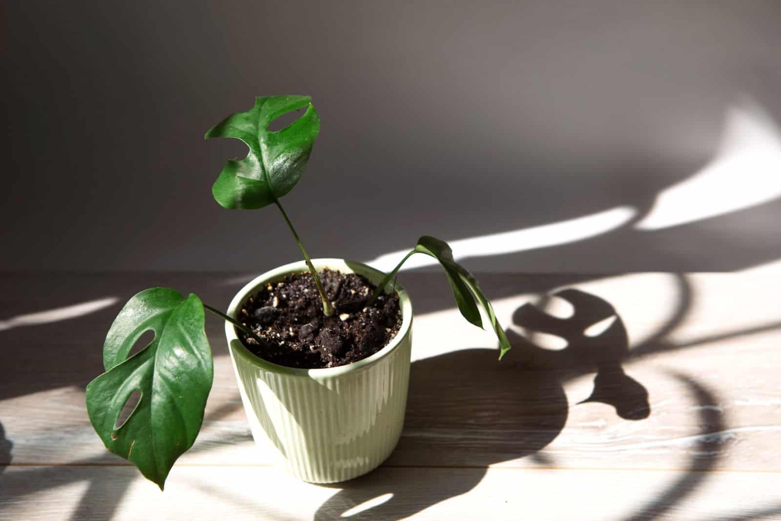 Monstera Minima Rhaphidophora TETRASPERMA hoja de primer plano en el alféizar de la ventana a la luz del sol