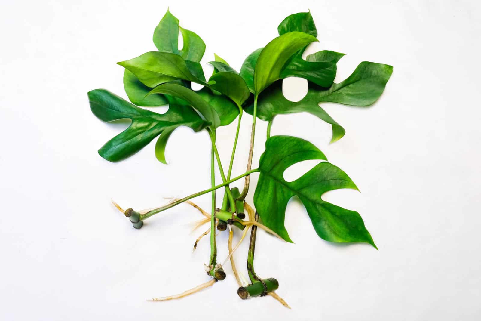 Propagación de plantas Monstera Minima (Rhapidophora Tetrasperma) por esquejes