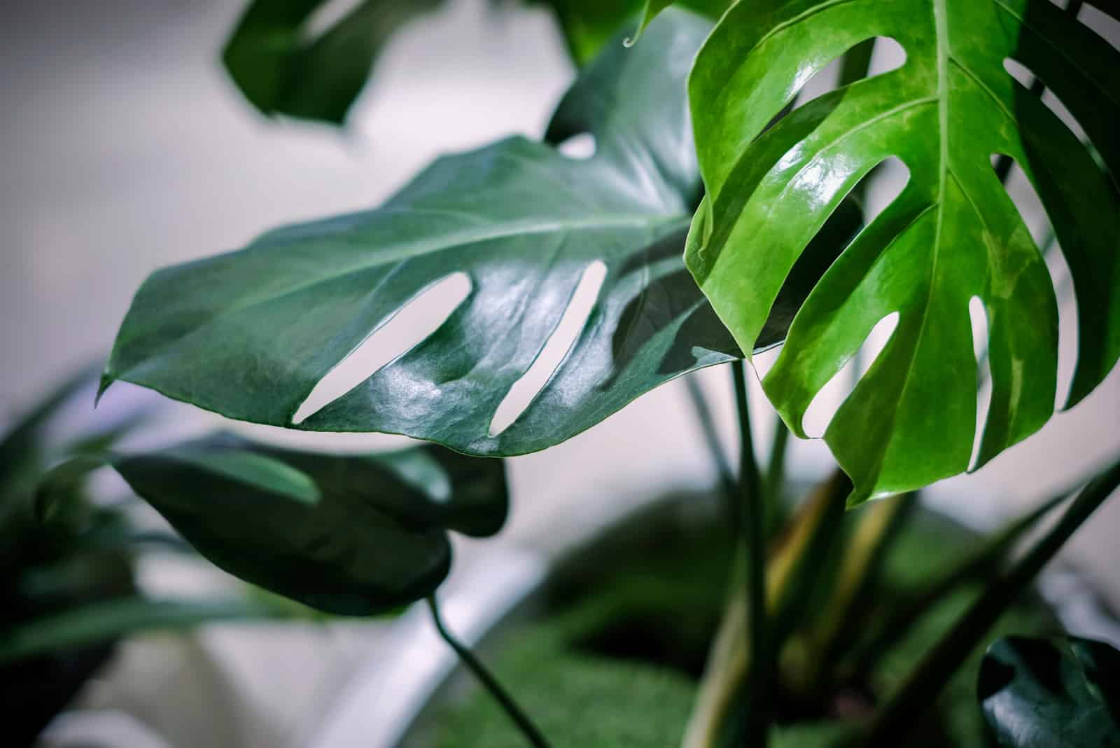 Monstera deliciosa