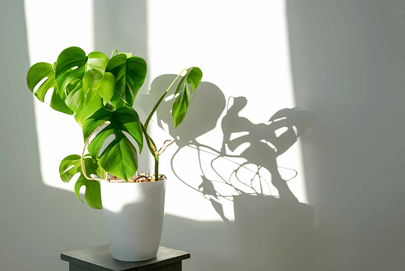 Flor de monstera en una olla blanca a la luz del sol