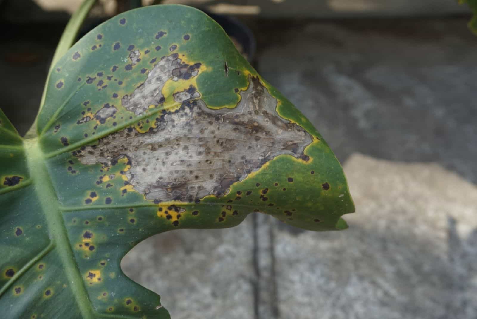 Enfermedad de la hoja verde de Monstera