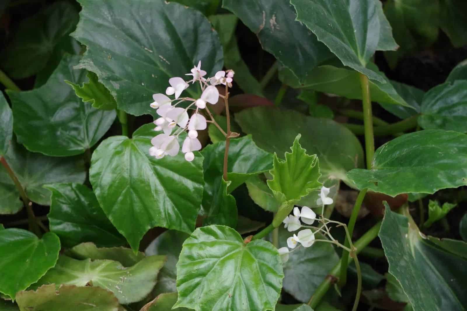 Gloria de la mañana Begonia