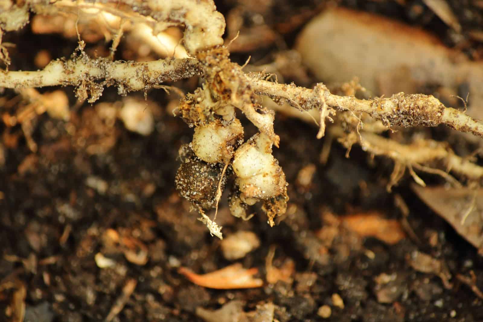 PROBLEMAS DE LAS PLANTAS CON NEMATODOS