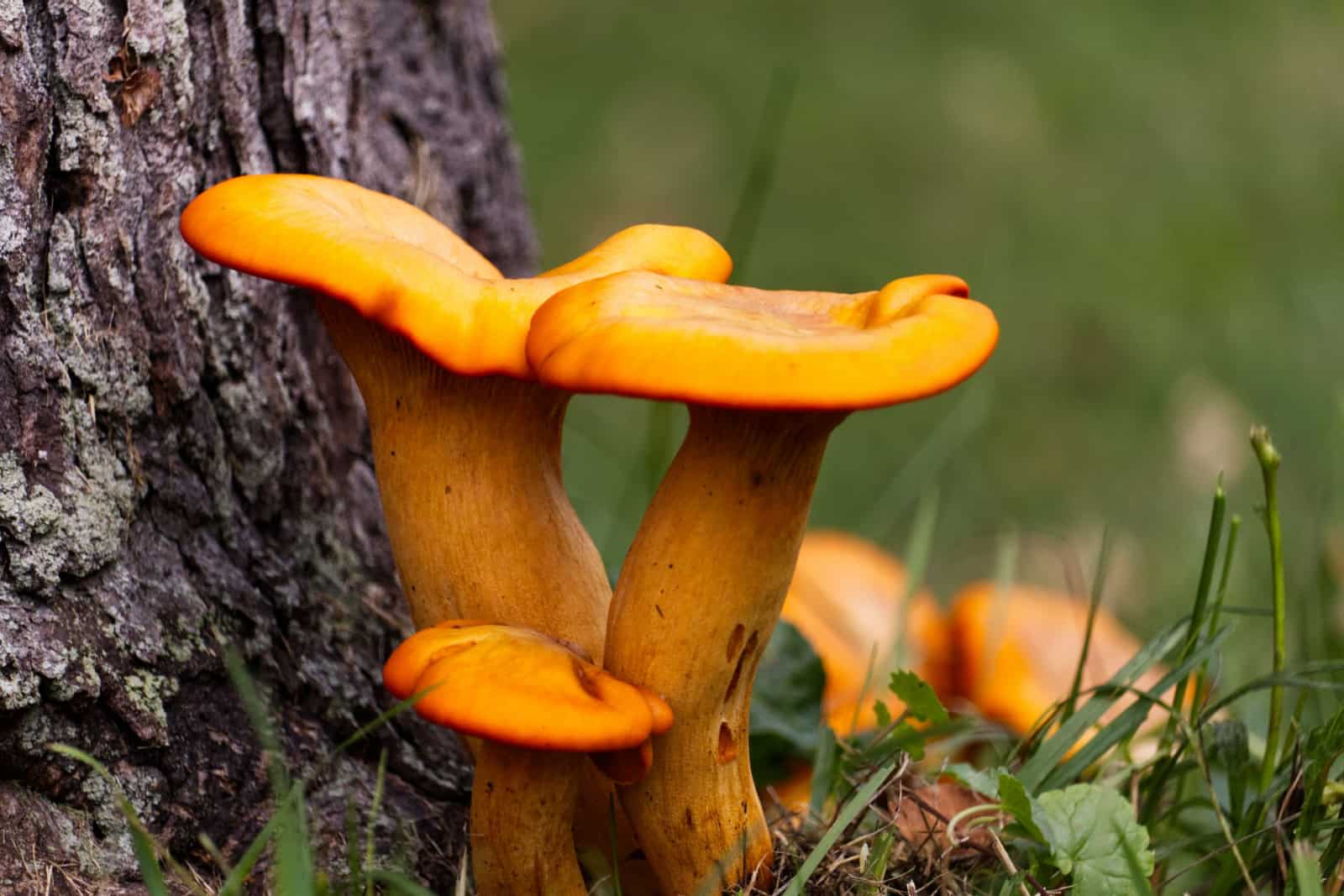 Omphalotus Illudens