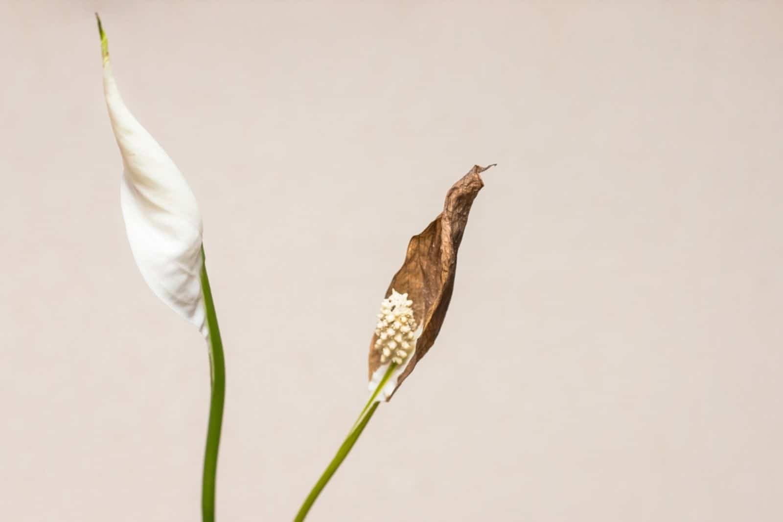 Una flor mimada y otra saludable