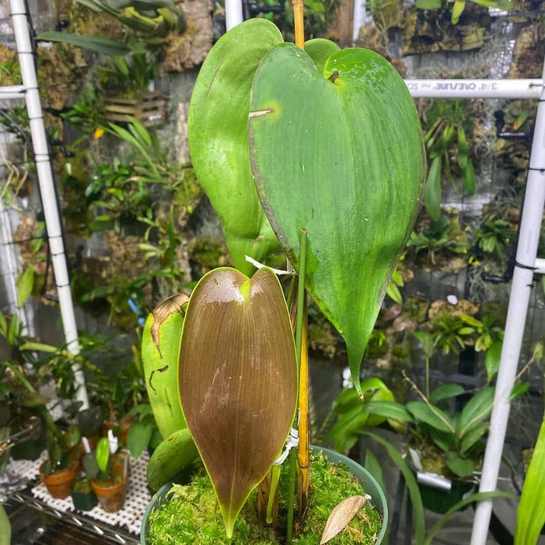 hojas de orquidea