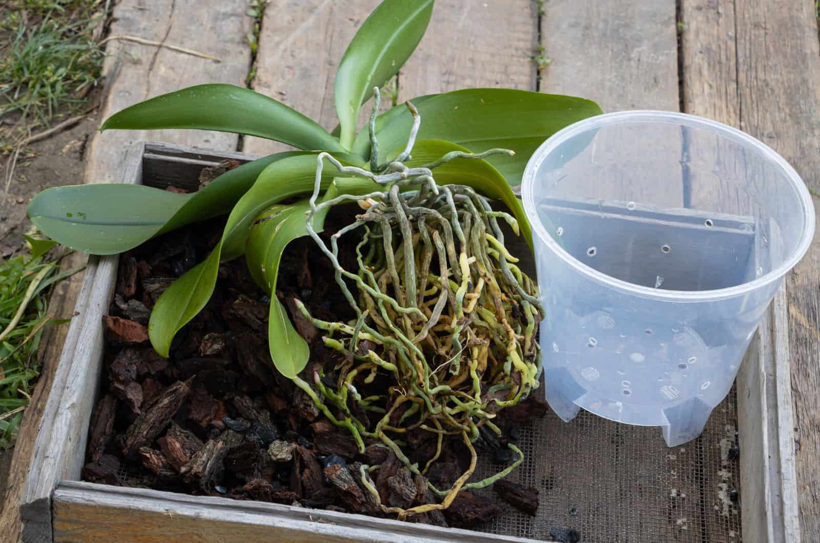 Orquídea en maceta sobre mesa