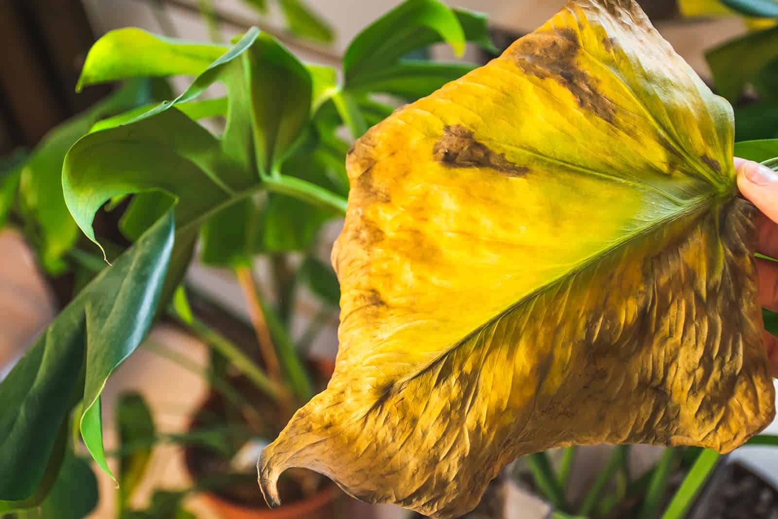 Hojas amarillentas de la planta de monstera enferma con exceso de agua