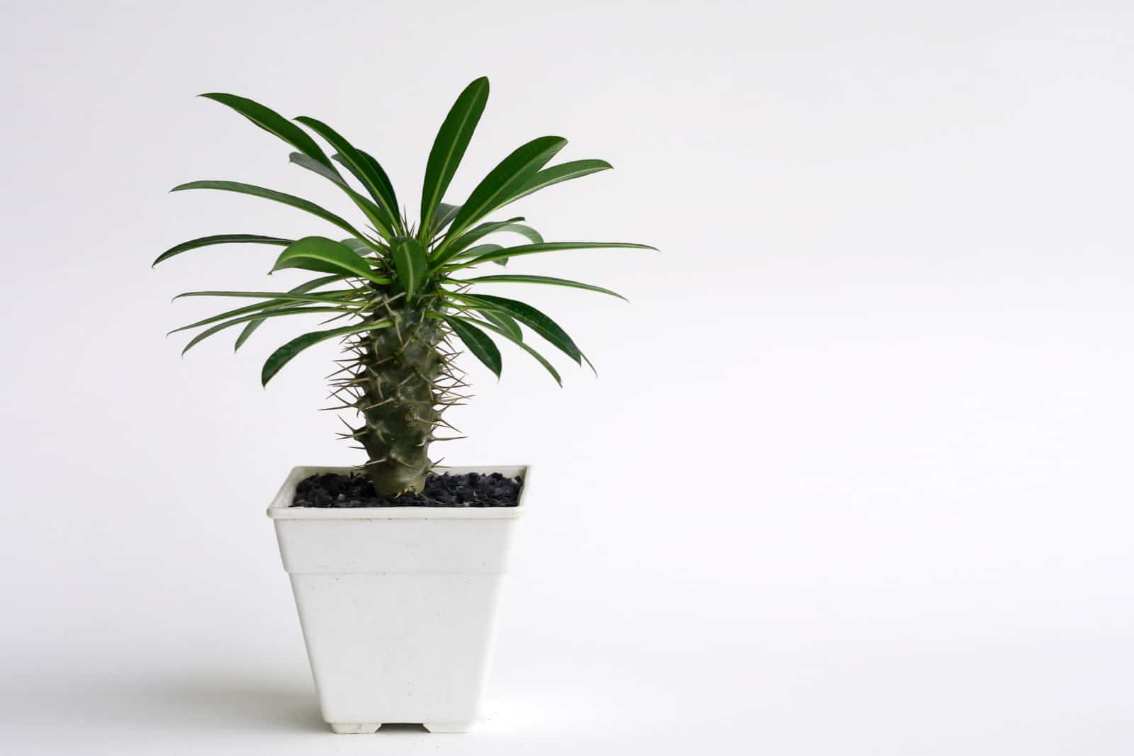 Pachypodium lamerei en maceta blanca