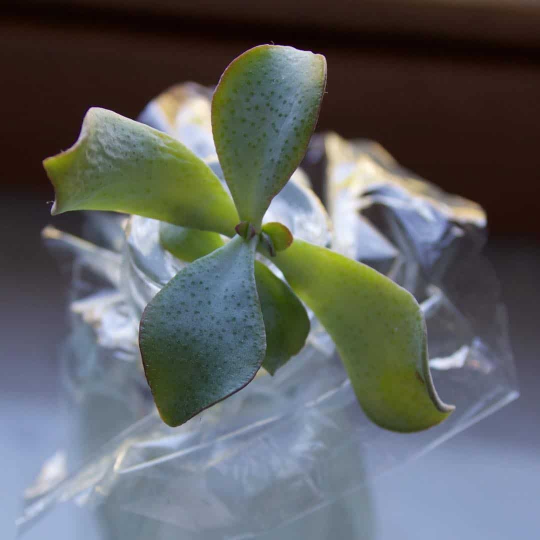 Propagación de Peperomia Nivalis