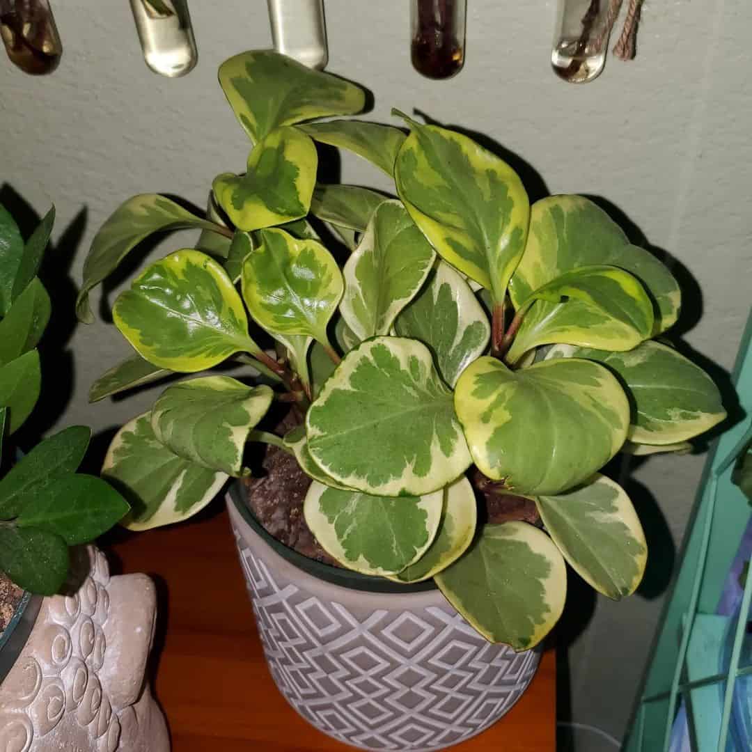 Peperomia Plant en una olla sobre la mesa