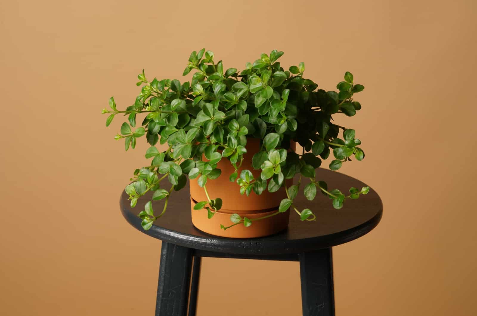 Peperomia Rotundifolia sentada en una mesita