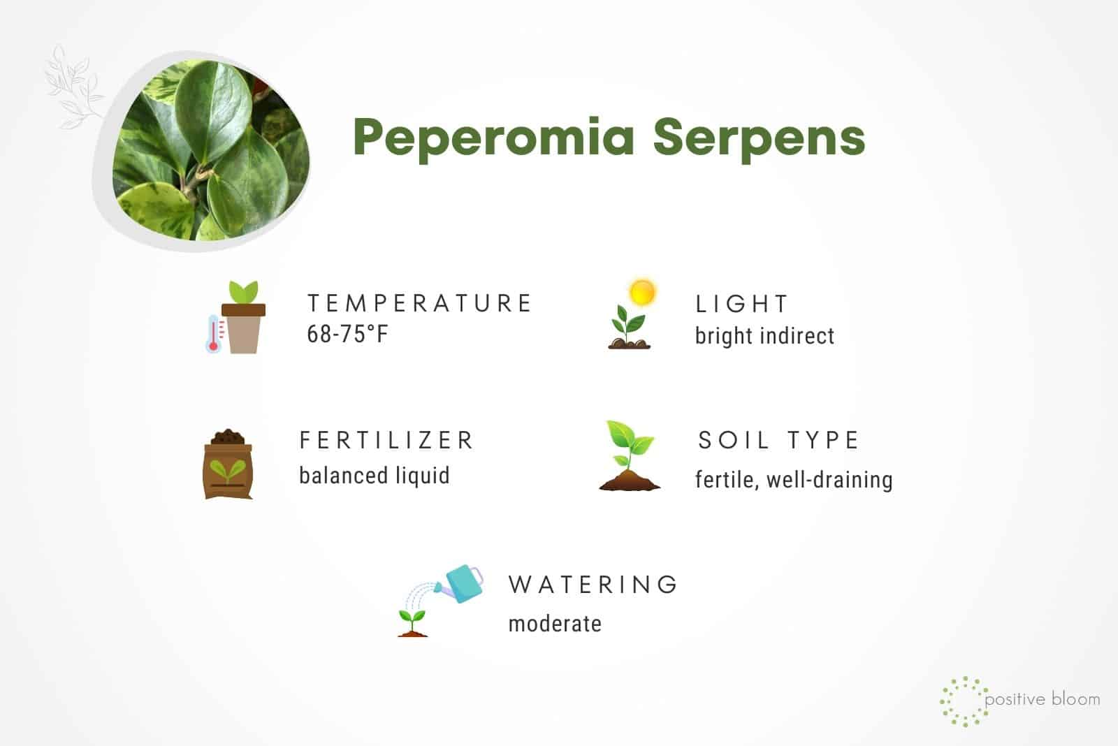 Datos de Peperomia Serpens